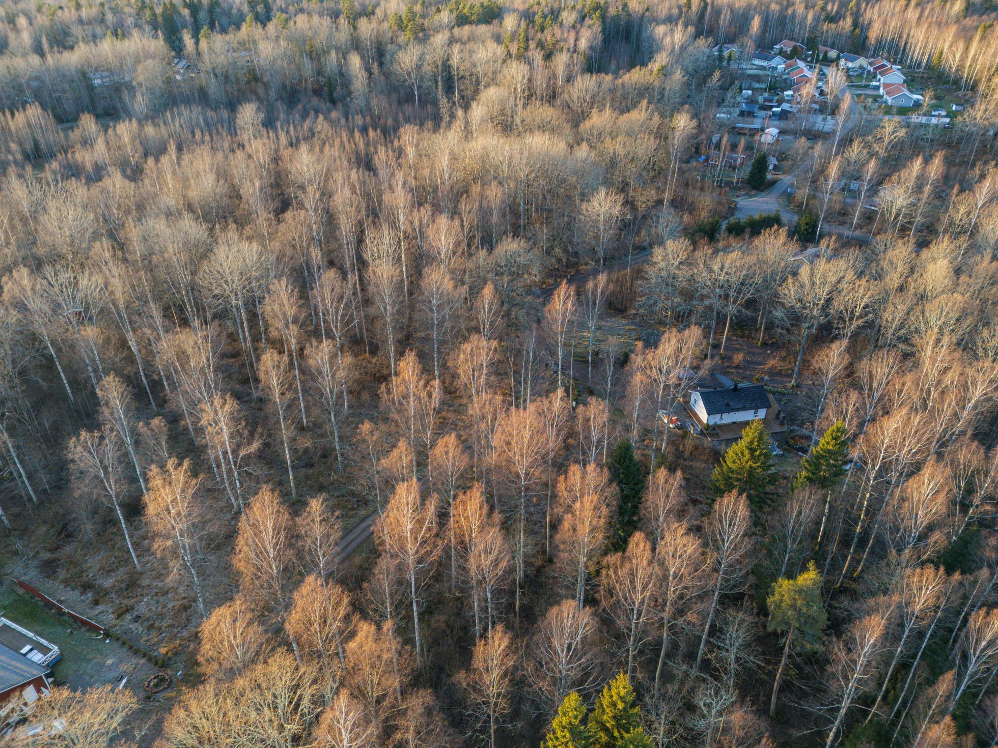Tre sjönära tomter i björkudden!