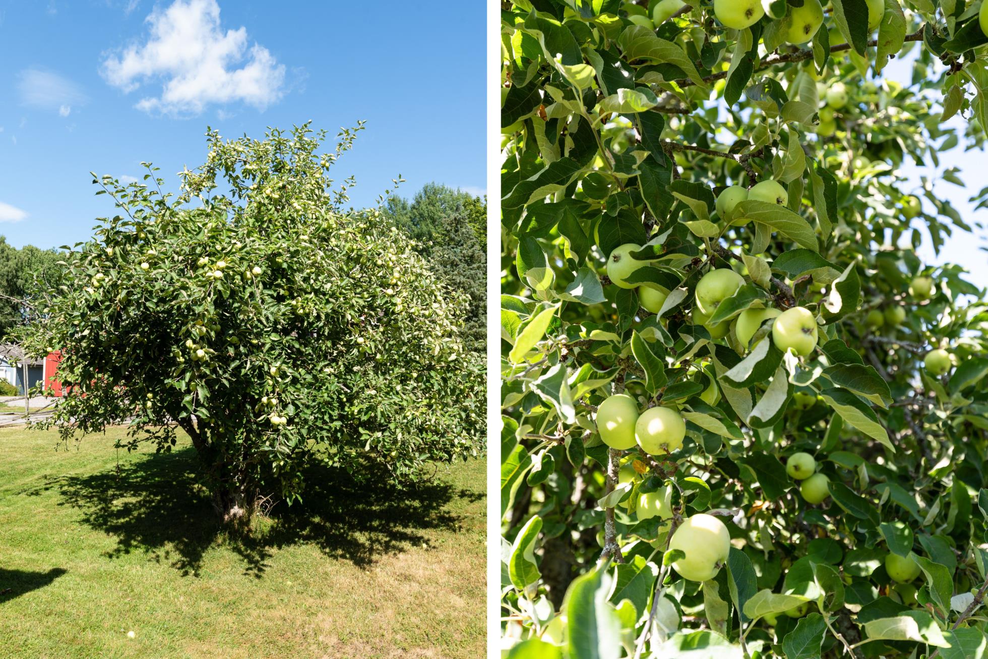 Ett trivsamt enplanshus med stora möjligheter i natursköna omgivningar.
