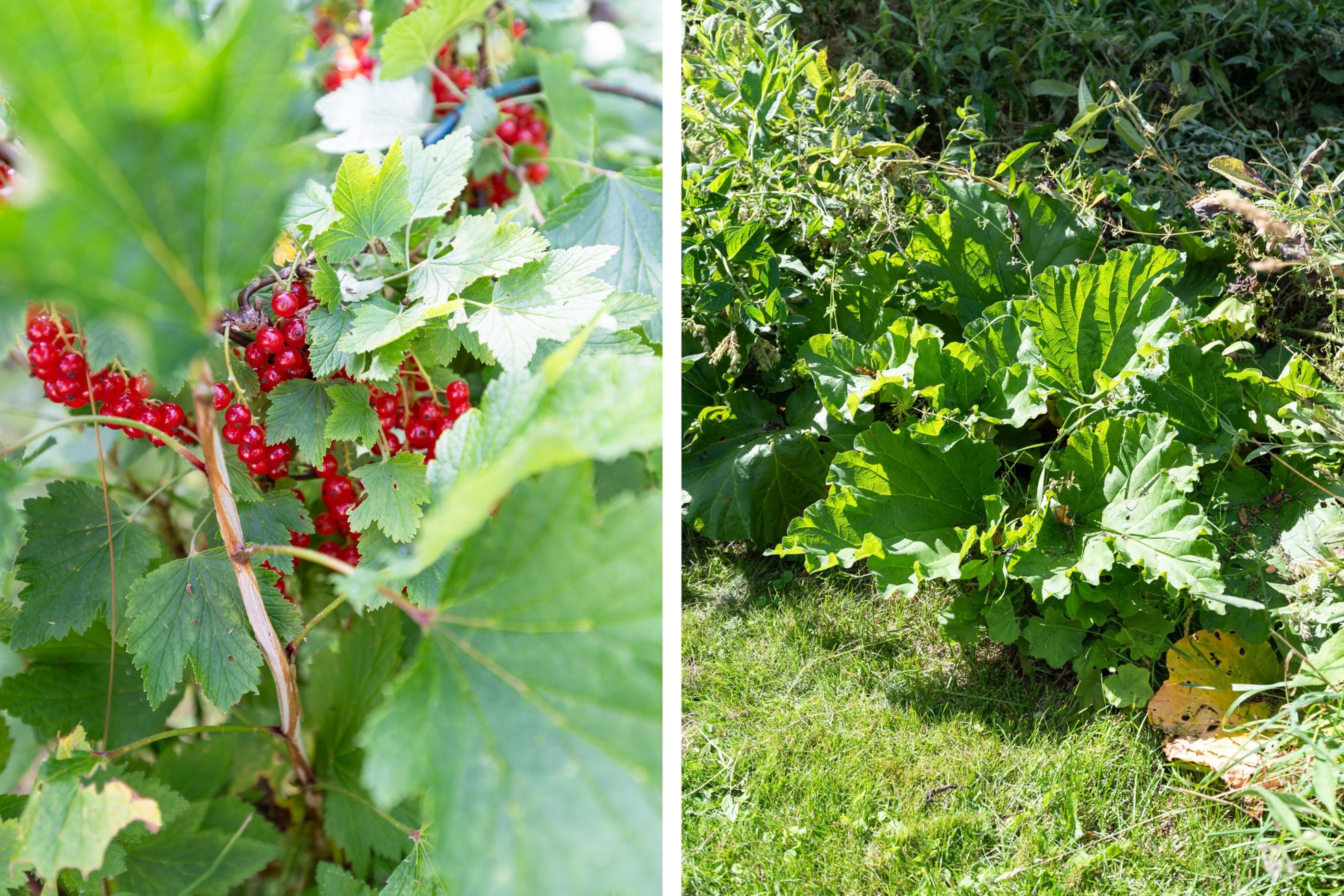 Ett trivsamt enplanshus med stora möjligheter i natursköna omgivningar.